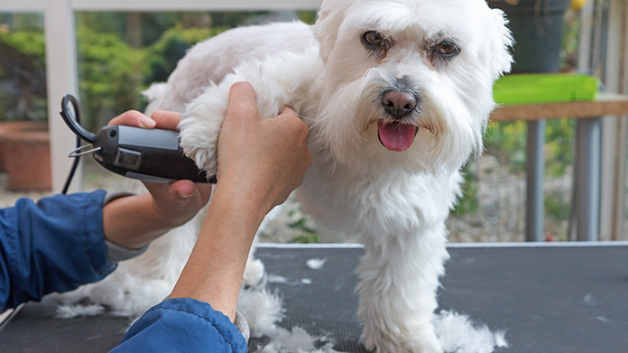 Dogi’s Mobile Grooming