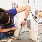 Perfect Pets for Useful Areas: The advantages of selecting the appropriate friend