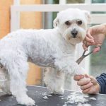 Top Grooming Tips for Different Breeds: What Mobile Groomers Know