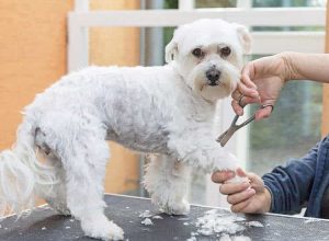 Mobile Groomers Know