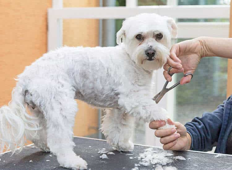 Top Grooming Tips for Different Breeds: What Mobile Groomers Know